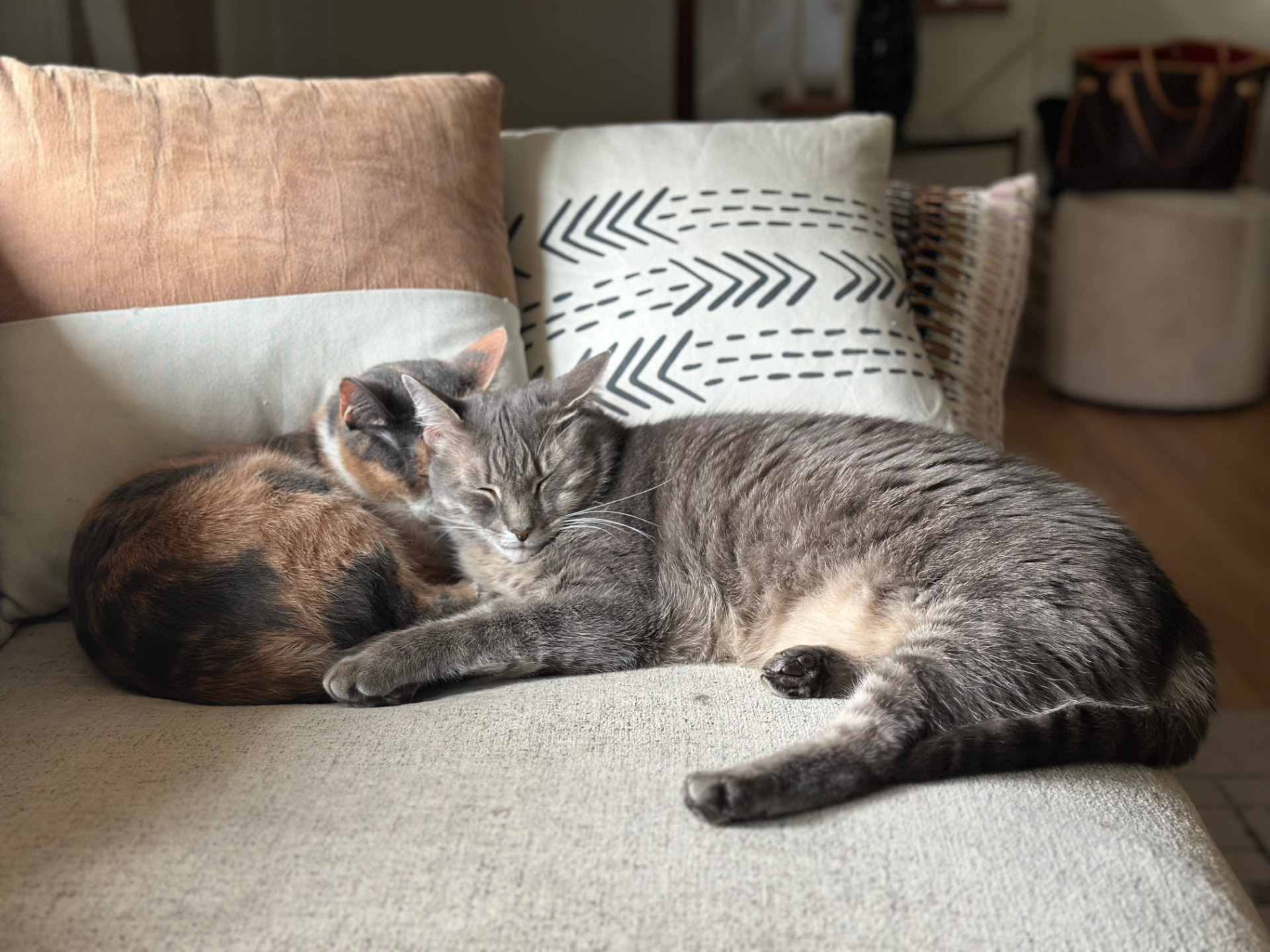 The Woods family cats napping together on the couch