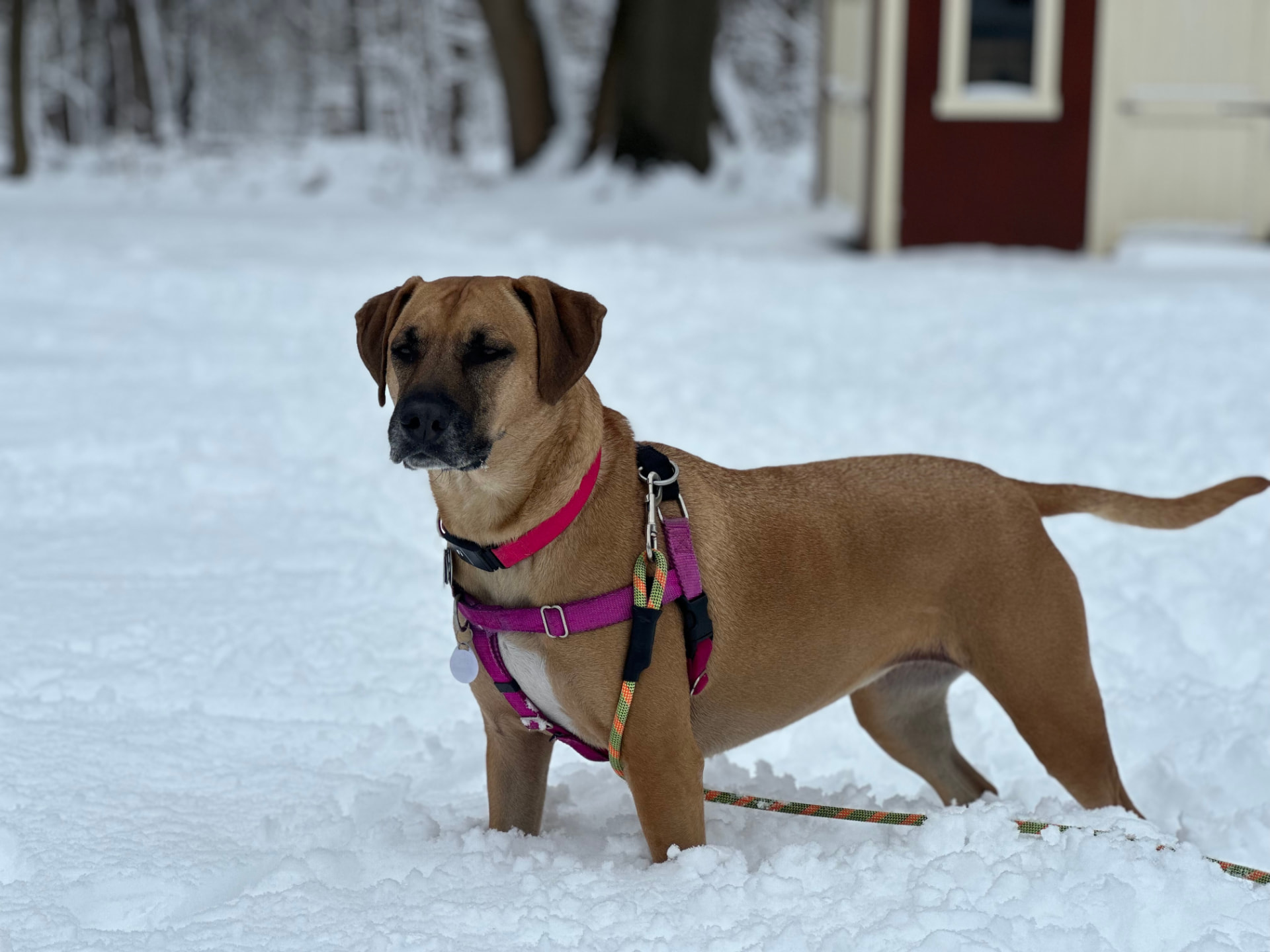 Lucy, the Woods family dog, standing in fresh snow